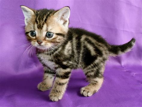 american shorthair adoption|tabby shorthair kittens for sale.